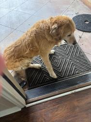 Found/Stray Male Dog last seen Selkirk, Grandbury Road, Fort Worth, TX 76132