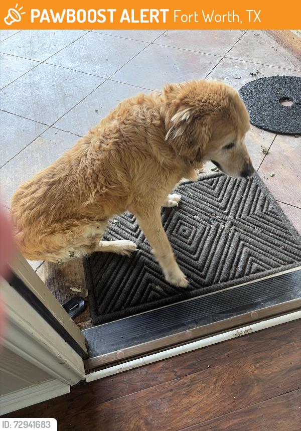 Found/Stray Male Dog last seen Selkirk, Grandbury Road, Fort Worth, TX 76132