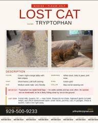 Lost Male Cat last seen 68-37 108th St, Queens, NY 11375