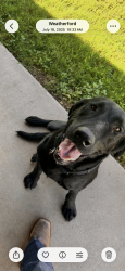 Lost Male Dog last seen Caain Lane / Old Garner Road, Weatherford, TX 76088