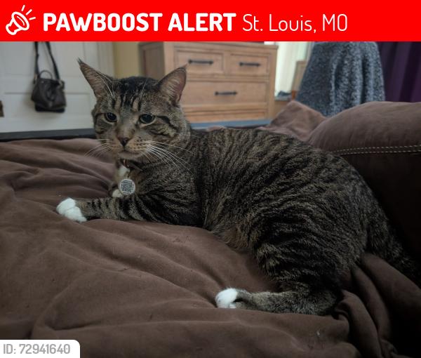 Lost Male Cat last seen Minnesota Avenue & Upton Street, St. Louis, MO 63111