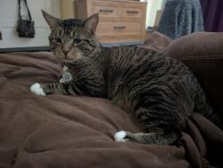 Lost Male Cat last seen Minnesota Avenue & Upton Street, St. Louis, MO 63111