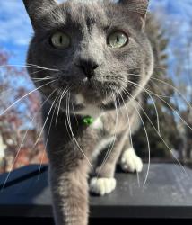Lost Male Cat last seen Sherwood park , Sherwood Park, AB T8A 0L6