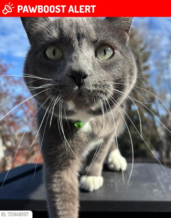 Lost Male Cat last seen Sherwood park , Sherwood Park, AB T8A 0L6