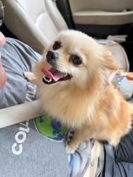 Reunited Unknown Dog last seen Mc Donwell and Curtis Rd Colleyville , Colleyville, TX 76034