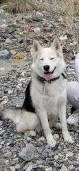 Lost Male Dog last seen Chapman and lewis, Orange, CA 92868