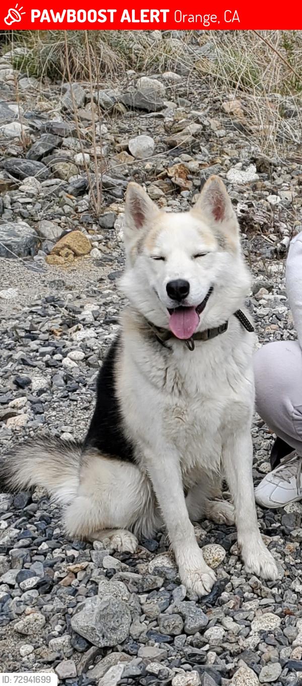 Lost Male Dog last seen Chapman and lewis, Orange, CA 92868