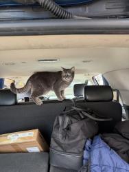 Lost Male Cat last seen Arciero ct, Paso Robles, CA 93446