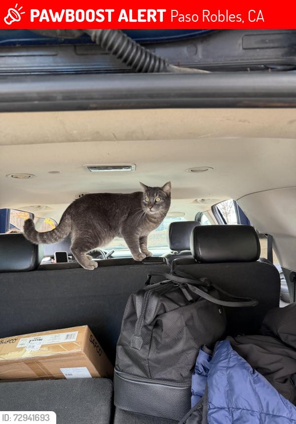 Lost Male Cat last seen Arciero ct, Paso Robles, CA 93446