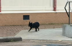 Found/Stray Unknown Dog last seen Arthern Rd and Laney Walker , Augusta, GA 30901