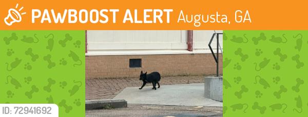 Found/Stray Unknown Dog last seen Arthern Rd and Laney Walker , Augusta, GA 30901