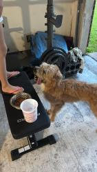 Found/Stray Male Dog last seen Woodlands green dr y rustin trail katy 77449, Westfield Pines, TX 77449