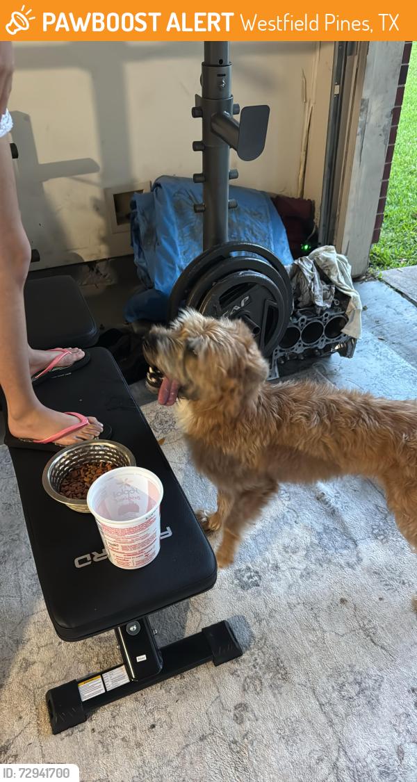 Found/Stray Male Dog last seen Woodlands green dr y rustin trail katy 77449, Westfield Pines, TX 77449