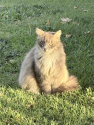Found/Stray Male Cat last seen Bergedo, Oakland, CA 94603