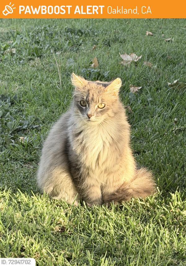 Found/Stray Male Cat last seen Bergedo, Oakland, CA 94603