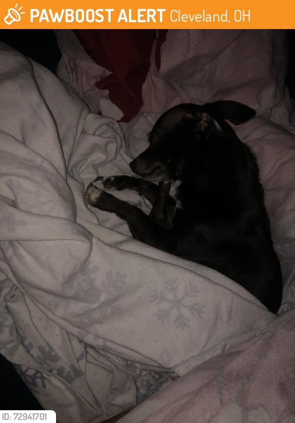 Found/Stray Male Dog last seen Woodland , Cleveland, OH 44104