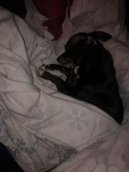 Found/Stray Male Dog last seen Woodland , Cleveland, OH 44104