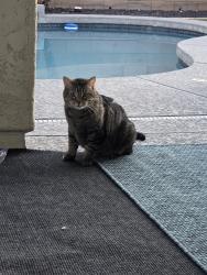 Found/Stray Male Cat last seen 75th Ave and jomax, Peoria, AZ 85383