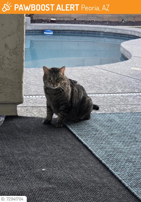 Found/Stray Male Cat last seen 75th Ave and jomax, Peoria, AZ 85383