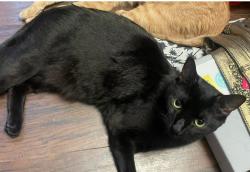 Reunited Male Cat last seen Queens bridge park, Queens, NY 11101
