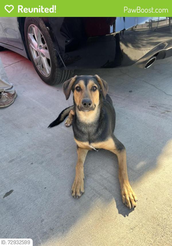 Reunited Unknown Dog last seen Lakemead and civic center, North Las Vegas, NV 89030