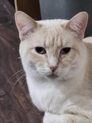 Reunited Female Cat last seen 35th Ave and bell, Phoenix, AZ 85053