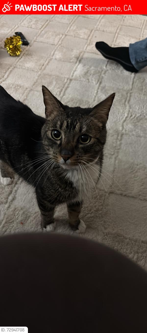 Lost Male Cat last seen Greenheaven Dr, Sacramento, CA 95822