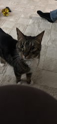 Lost Male Cat last seen Greenheaven Dr, Sacramento, CA 95822