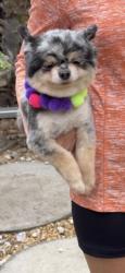 Reunited Female Dog last seen 236st and 194 ave , Homestead, FL 33031