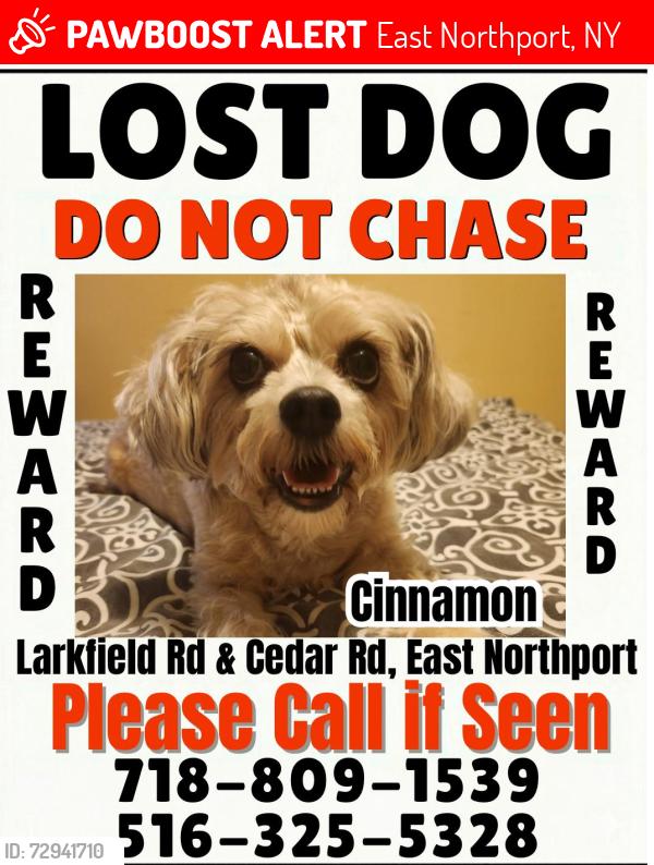 Lost Female Dog last seen Larkfield b/t Cedar and Harley, East Northport, NY 11731