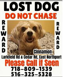 Lost Female Dog last seen Larkfield b/t Cedar and Harley, East Northport, NY 11731