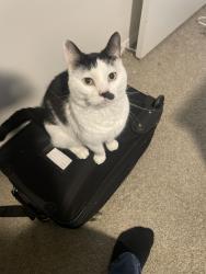Reunited Male Cat last seen Nexton Parkway Area, Summerville, SC 29486