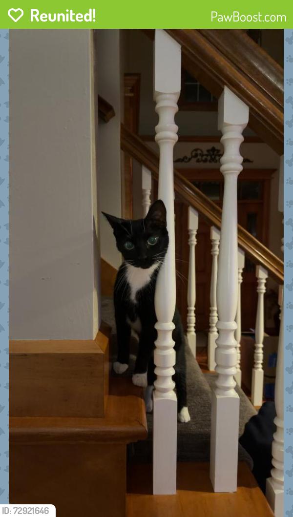 Reunited Unknown Cat last seen Waterford Park Area in Ashwaubenon, Ashwaubenon, WI 54313