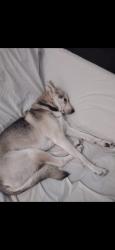 Reunited Male Dog last seen Nimrod Rd, Edmond, OK 73003, USA, Edmond, OK 73003