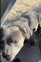 Reunited Male Dog last seen Near , Fort Worth, TX 76119