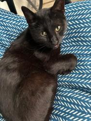 Lost Male Cat last seen Kentucky Rd and Cedar Ave, Independence, MO 64053