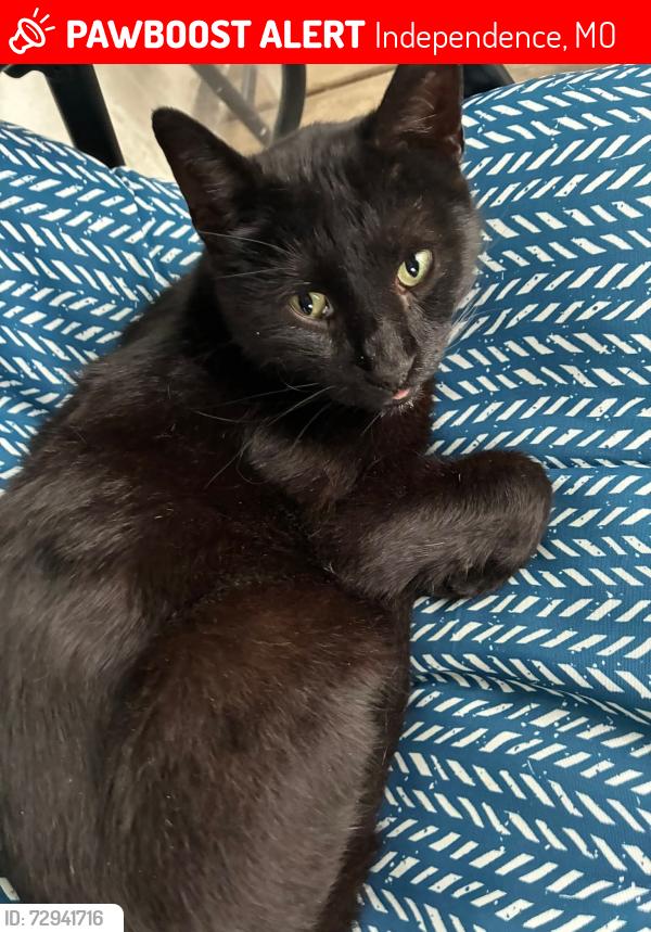 Lost Male Cat last seen Kentucky Rd and Cedar Ave, Independence, MO 64053