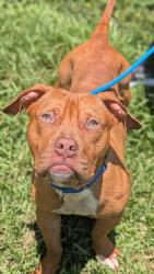 Shelter Stray Male Dog last seen Near BLOCK NW 39 ST, LAUDERDALE LAKES FL 33319, Davie, FL 33312