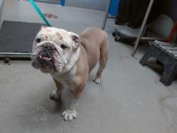 Shelter Stray Male Dog last seen Near BLOCK TANZANITE NW, Albuquerque, NM 87121