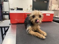 Shelter Stray Female Dog last seen Near BLOCK WASHINGTON ST, LA QUINTA CA 92253, Thousand Palms, CA 92276