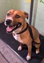 Shelter Stray Male Dog last seen NORTHGATE BLVD & DEL PASO BLVD, Sacramento, CA 95818