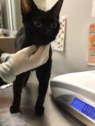 Shelter Stray Female Cat last seen Near BLOCK W ACACIA AVE, HEMET CA 92545, San Jacinto, CA 92582