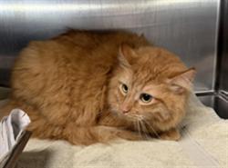 Shelter Stray Male Cat last seen , Los Angeles, CA 90025
