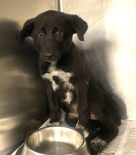 Shelter Stray Female Dog last seen BRIDGE ST /RAMONA EXPY, SAN JACINTO, CA, 92582, San Jacinto, CA 92582