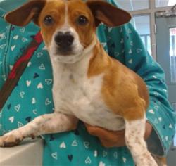 Shelter Stray Male Dog last seen Near BLOCK N BRYANT AVE, Oklahoma City, OK 73129