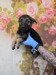 Shelter Stray Female Dog last seen CYPRESS X ELAINE, San Bernardino, CA 92401