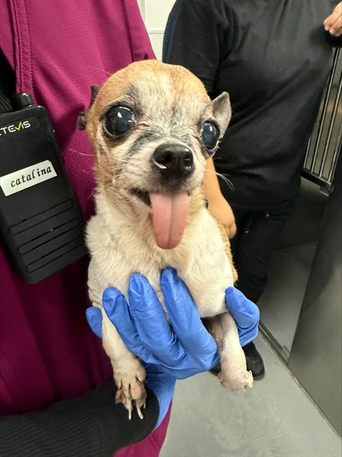 Shelter Stray Female Dog last seen MT VERNON BAKERSFIELD, Bakersfield, CA 93307