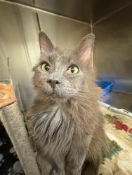 Shelter Stray Male Cat last seen Near BLOCK W 3500 S, WEST VALLEY CITY UT 84120, Salt Lake City, UT 84120