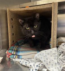 Shelter Stray Male Cat last seen Near BLOCK OUTER LOOP, Watterson Park, KY 40218