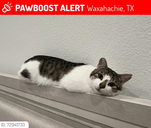 Lost Male Cat last seen Dove Hallow neighborhood , Waxahachie, TX 75165